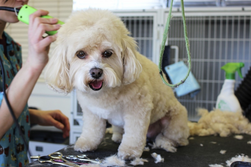 toiletteur-SIX FOURS LES PLAGES-min_white_dog_grooming_pet_pet_grooming_salon_groomer_fur-678977